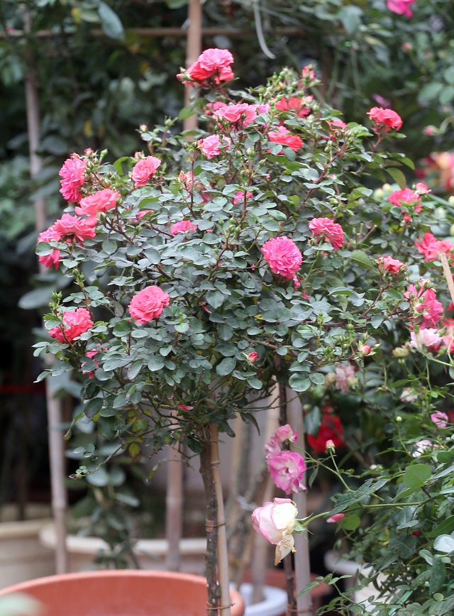 Hà Nội: Giá chỉ từ 500.000 đồng/chậu hoa hồng đẹp xao xuyến chờ khách chơi Tết - Ảnh 8.
