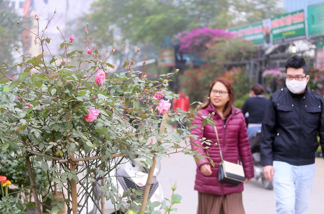Hà Nội: Giá chỉ từ 500.000 đồng/chậu hoa hồng đẹp xao xuyến chờ khách chơi Tết - Ảnh 15.