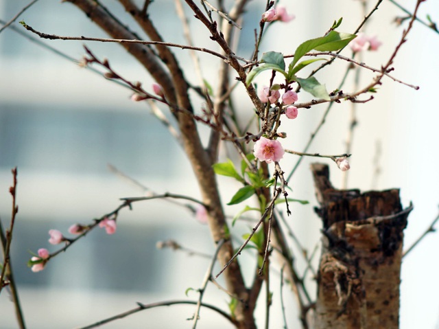 Đào rừng Sơn La bất ngờ đổ bộ xuống Thủ đô, giá chục triệu đồng/gốc - Ảnh 12.