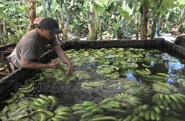 Phát hiện hơn 20 ngàn kg chuối ngâm nước, phun thuốc bảo quản không rõ nguồn gốc trước khi đưa đi tiêu thụ dịp Tết - Ảnh 1.