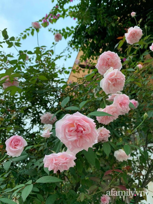 Ngôi nhà quanh năm rực rỡ sắc hương hoa hồng và đủ loại cây ăn quả ở Hà Nội - Ảnh 14.