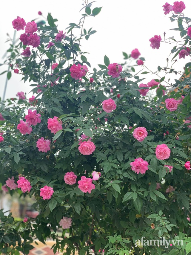 Ngôi nhà quanh năm rực rỡ sắc hương hoa hồng và đủ loại cây ăn quả ở Hà Nội - Ảnh 15.