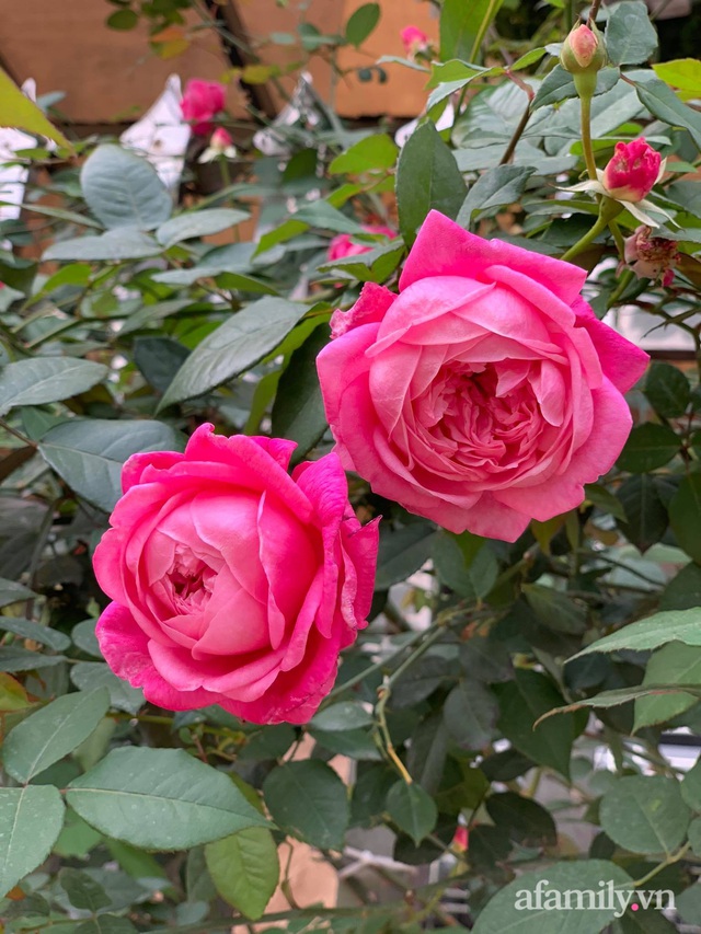Ngôi nhà quanh năm rực rỡ sắc hương hoa hồng và đủ loại cây ăn quả ở Hà Nội - Ảnh 20.