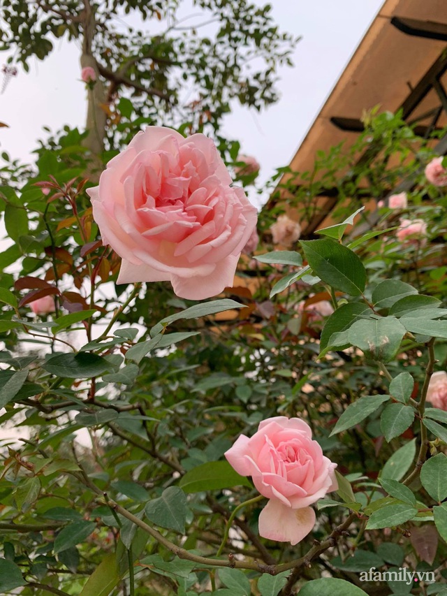 Ngôi nhà quanh năm rực rỡ sắc hương hoa hồng và đủ loại cây ăn quả ở Hà Nội - Ảnh 22.
