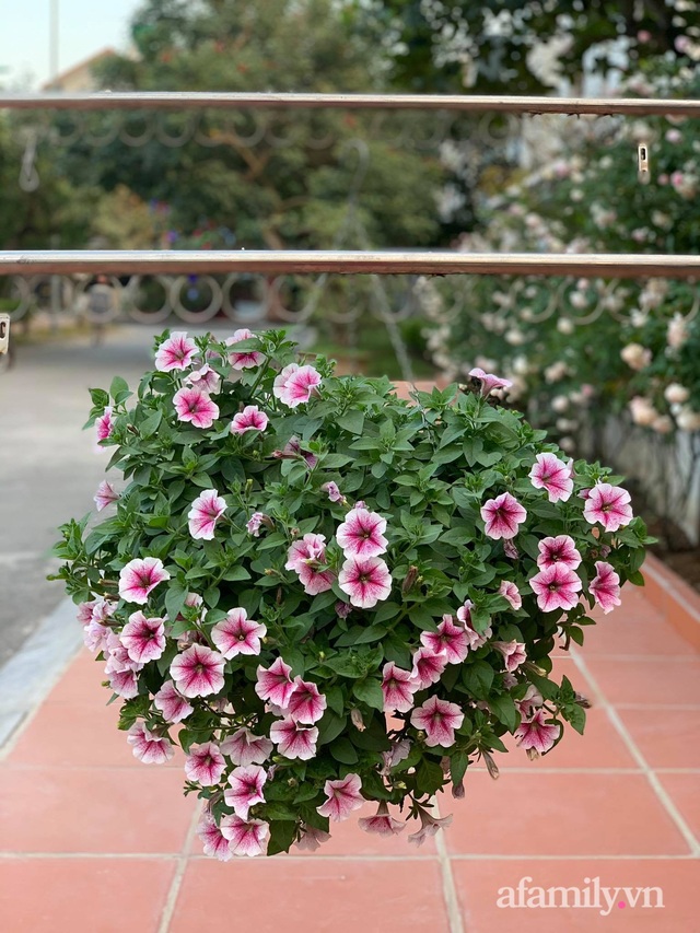 Ngôi nhà quanh năm rực rỡ sắc hương hoa hồng và đủ loại cây ăn quả ở Hà Nội - Ảnh 24.