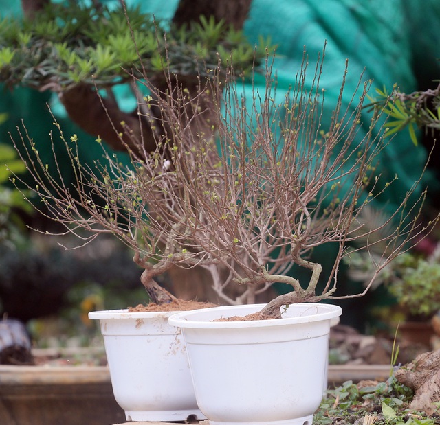 Bonsai mini giá chỉ từ 100.000 đồng hút khách rinh về chơi Tết - Ảnh 6.