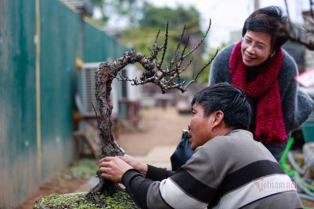 Nắng lên bất ngờ, đưa đào Thất Thốn vào hầm điều hoà chờ Tết - Ảnh 8.