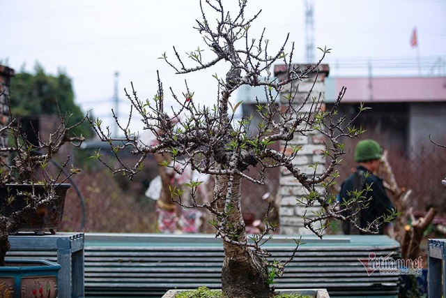 Nắng lên bất ngờ, đưa đào Thất Thốn vào hầm điều hoà chờ Tết - Ảnh 11.