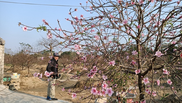 Người dân xứ Thanh đổ xô “săn” giống đào phai cổ kỳ lạ cho giá trị cao - Ảnh 4.