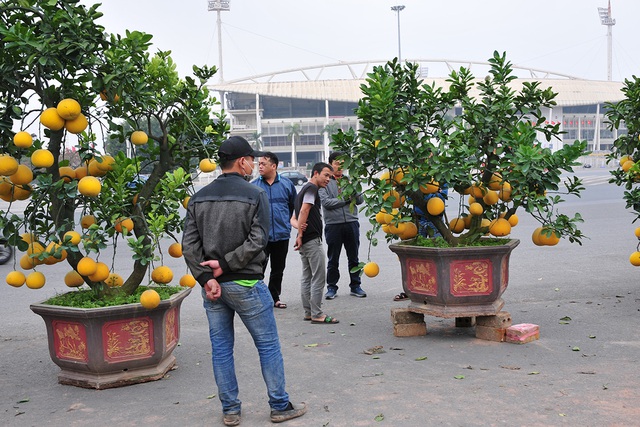 Cận cảnh bưởi bonsai khủng có giá hàng chục triệu đồng - Ảnh 11.