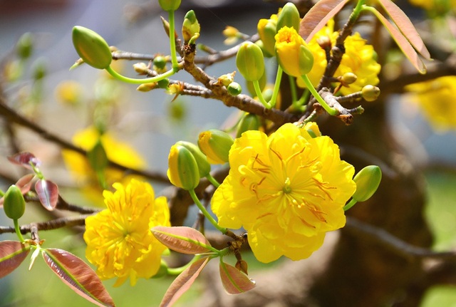Những loại hoa hợp phong thủy được người Việt chọn trong ngày Tết để hút tài lộc - Ảnh 4.