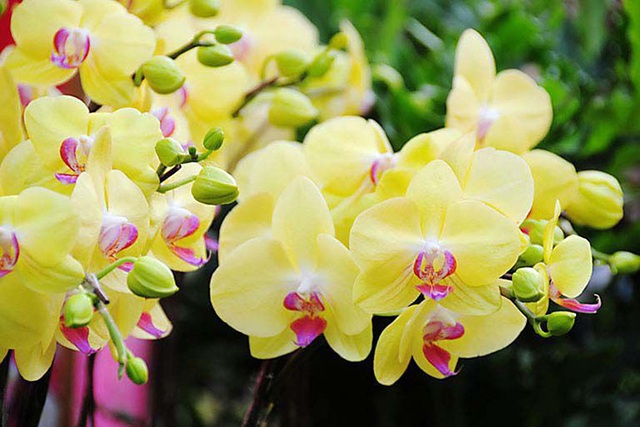 Những loại hoa hợp phong thủy được người Việt chọn trong ngày Tết để hút tài lộc - Ảnh 5.