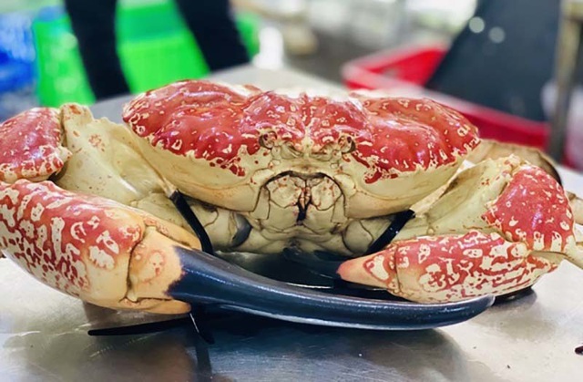 Cua Úc khổng lồ, đi máy bay về chợ Tết, giá giảm một nửa - Ảnh 3.