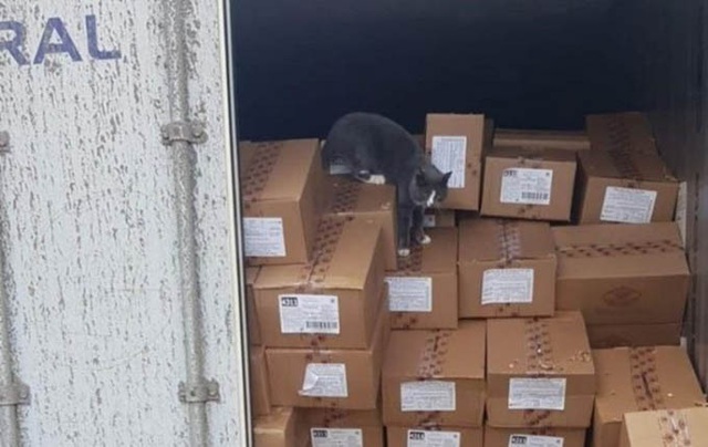 Mèo sống sót 3 tuần trong container chở hàng - Ảnh 2.