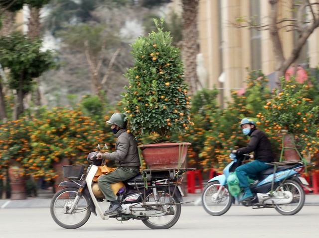 Dịch COVID-19 bùng phát mạnh tại Hải Dương, Quảng Ninh, người dân Hà Nội hối hả mua đào quất Tết - Ảnh 6.