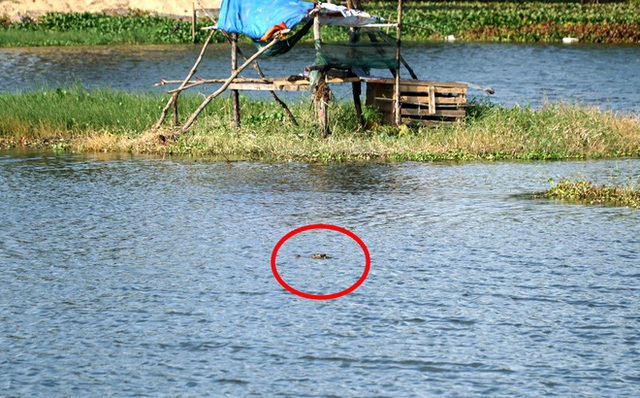 Chưa bắt được cá sấu nổi giữa hồ nước ở Vũng Tàu - Ảnh 2.