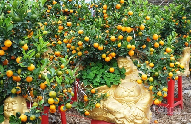 K&eacute;o nhau đi mua &lsquo;quất thần t&agrave;i&rsquo; gi&aacute; 1,5 triệu đồng - Ảnh 2.