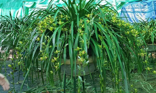 Hiếm có mùa Tết: Lan Trần Mộng siêu rẻ, 20 nghìn/cành hoa dài cả mét - Ảnh 2.