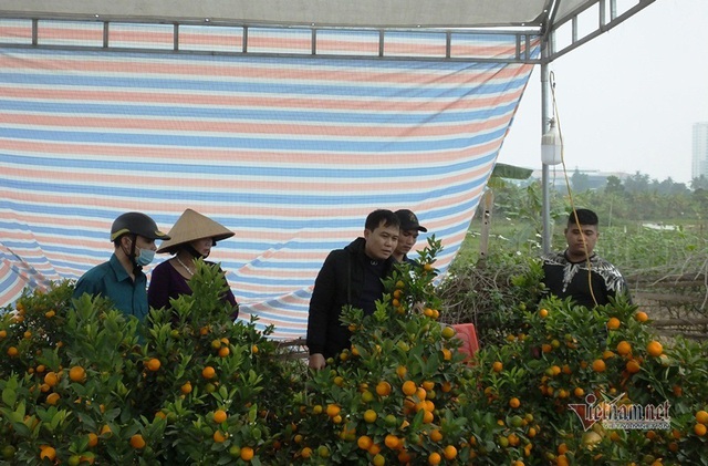 K&eacute;o nhau đi mua &lsquo;quất thần t&agrave;i&rsquo; gi&aacute; 1,5 triệu đồng - Ảnh 13.