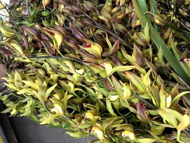 Hiếm có mùa Tết: Lan Trần Mộng siêu rẻ, 20 nghìn/cành hoa dài cả mét - Ảnh 5.
