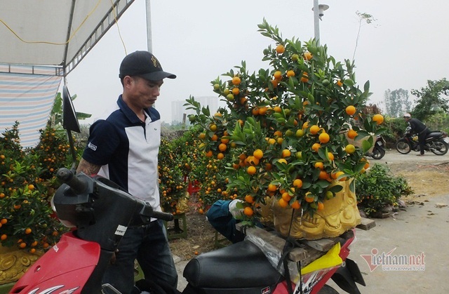 K&eacute;o nhau đi mua &lsquo;quất thần t&agrave;i&rsquo; gi&aacute; 1,5 triệu đồng - Ảnh 6.