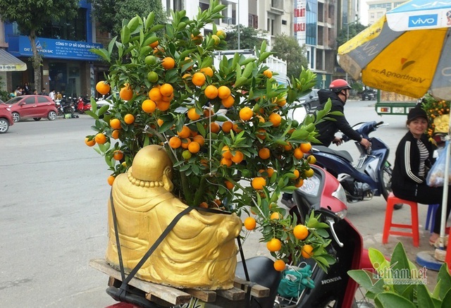 K&eacute;o nhau đi mua &lsquo;quất thần t&agrave;i&rsquo; gi&aacute; 1,5 triệu đồng - Ảnh 7.