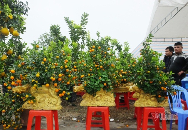 K&eacute;o nhau đi mua &lsquo;quất thần t&agrave;i&rsquo; gi&aacute; 1,5 triệu đồng - Ảnh 8.