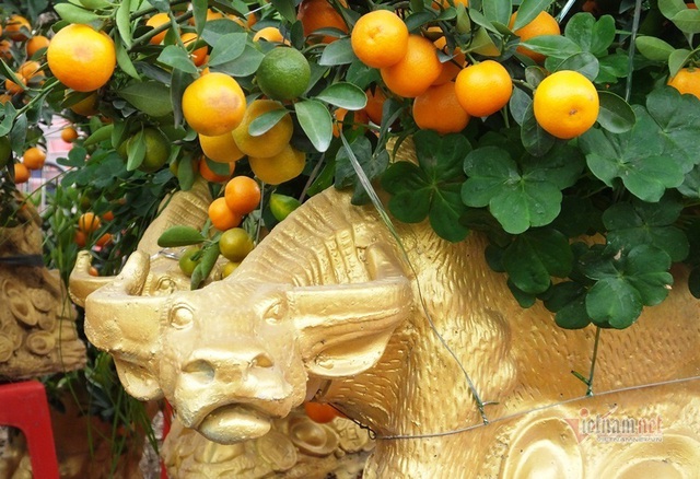 K&eacute;o nhau đi mua &lsquo;quất thần t&agrave;i&rsquo; gi&aacute; 1,5 triệu đồng - Ảnh 9.