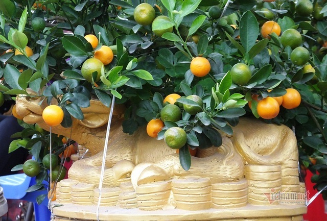 K&eacute;o nhau đi mua &lsquo;quất thần t&agrave;i&rsquo; gi&aacute; 1,5 triệu đồng - Ảnh 11.