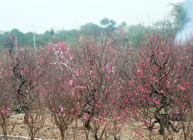 Nông dân trồng đào Nhật Tân đứng ngồi không yên khi dịch COVID-19 bất ngờ bùng phát mạnh - Ảnh 13.