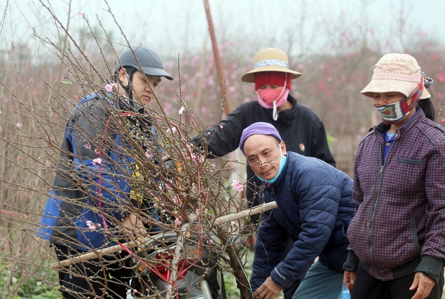 Nông dân trồng đào Nhật Tân đứng ngồi không yên khi dịch COVID-19 bất ngờ bùng phát mạnh - Ảnh 15.