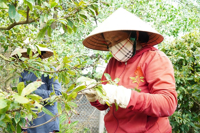 Phụ nữ ở miền Tây đổ xô lặt lá mai, kiếm tiền triệu tiêu Tết - Ảnh 2.