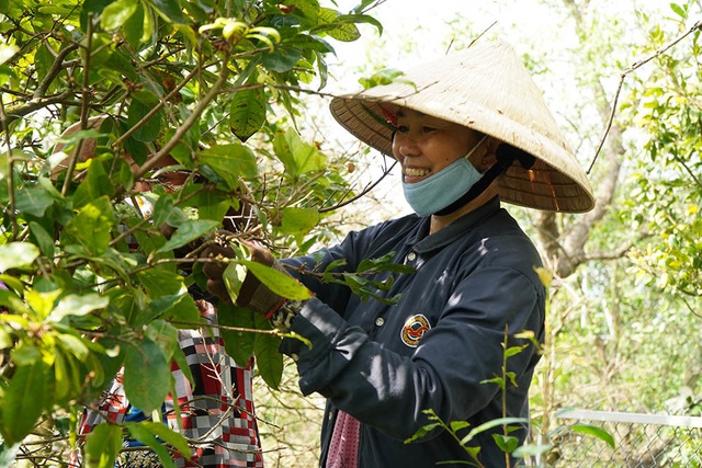 Phụ nữ ở miền Tây đổ xô lặt lá mai, kiếm tiền triệu tiêu Tết - Ảnh 5.