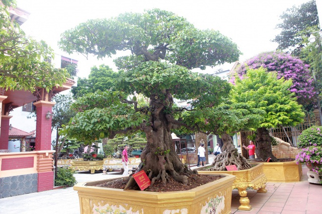 Mục sở thị khu vườn của đại gia Phú Thọ, 1 trong 10 vườn cây cảnh đẹp nhất thế giới! - Ảnh 1.
