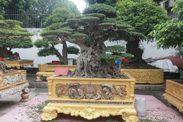 Mục sở thị khu vườn của đại gia Phú Thọ, 1 trong 10 vườn cây cảnh đẹp nhất thế giới! - Ảnh 2.