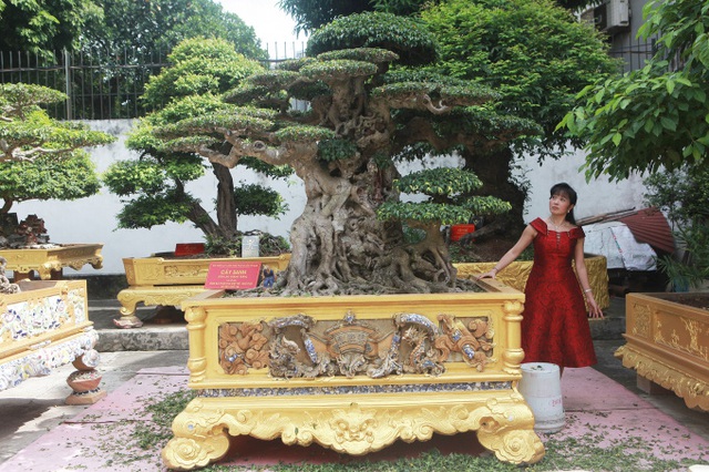 Mục sở thị khu vườn của đại gia Phú Thọ, 1 trong 10 vườn cây cảnh đẹp nhất thế giới! - Ảnh 4.