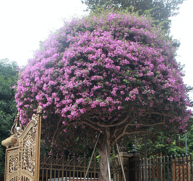 Mục sở thị khu vườn của đại gia Phú Thọ, 1 trong 10 vườn cây cảnh đẹp nhất thế giới! - Ảnh 7.