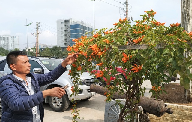 Cây hoa độc, lạ Rạng Đông thân leo bán với giá 50 triệu đồng - Ảnh 3.