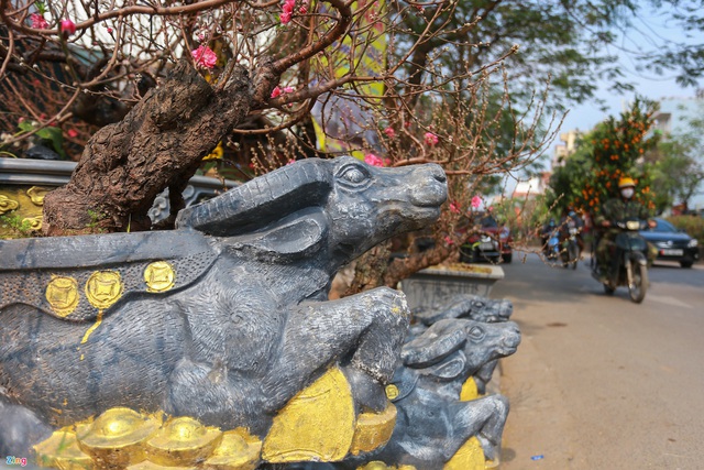 Trâu ôm tiền vàng cõng đào, mai trắng bọc rêu tràn về chợ hoa Tết - Ảnh 5.