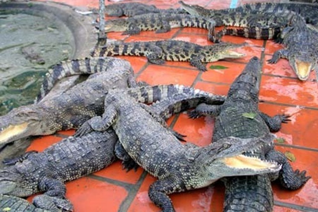 Rớt giá, hàng nghìn con cá sấu bị bỏ đói giữa thủ phủ cá sấu - Ảnh 1.