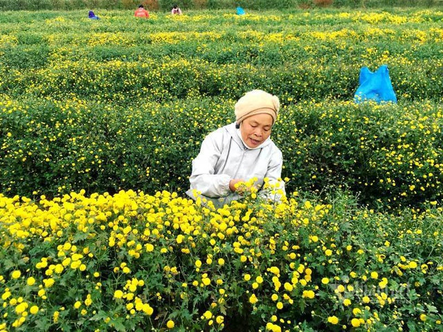 Suốt cả thế kỷ chỉ trồng một loại hoa, cả l&agrave;ng đều đặn thu tiền tỷ - Ảnh 2.