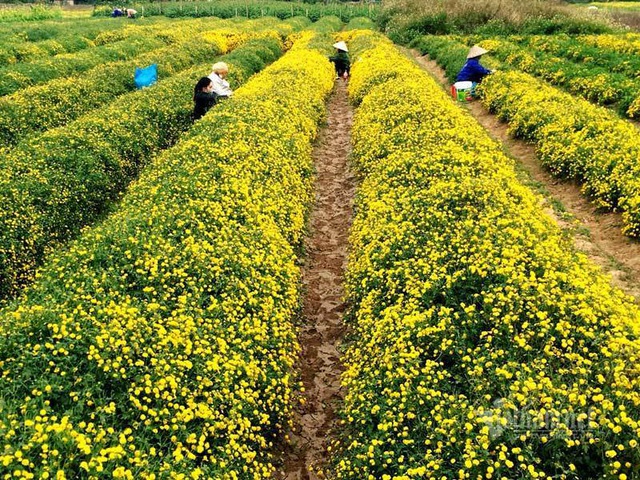 Suốt cả thế kỷ chỉ trồng một loại hoa, cả l&agrave;ng đều đặn thu tiền tỷ - Ảnh 4.