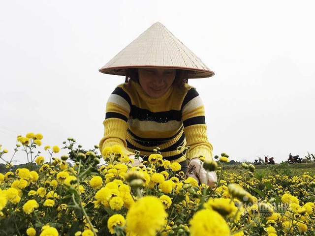 Suốt cả thế kỷ chỉ trồng một loại hoa, cả l&agrave;ng đều đặn thu tiền tỷ - Ảnh 5.