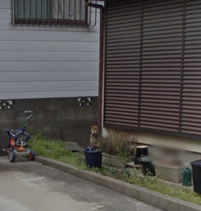 Dùng Google Earth tìm nhà mình, người đàn ông thấy người bố đã qua đời 7 năm đang đứng chờ một bóng dáng phía xa và mẩu chuyện gây xúc động - Ảnh 5.