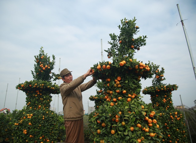 Cận cảnh vườn quýt lục bình khổng lồ phục vụ Tết cổ truyền của lão nông Hưng Yên - Ảnh 13.