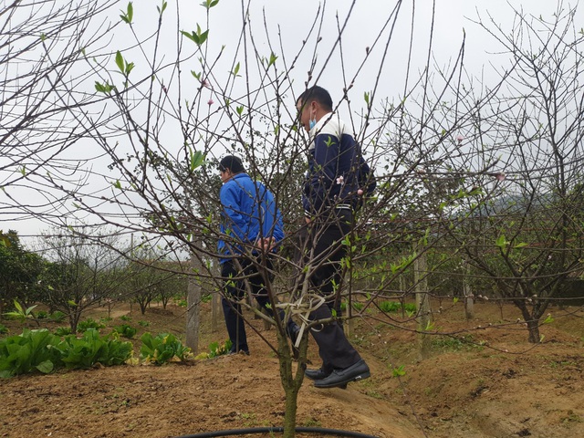 Làng đào Hà Tĩnh hốt bạc dịp Tết Nguyên đán - Ảnh 11.