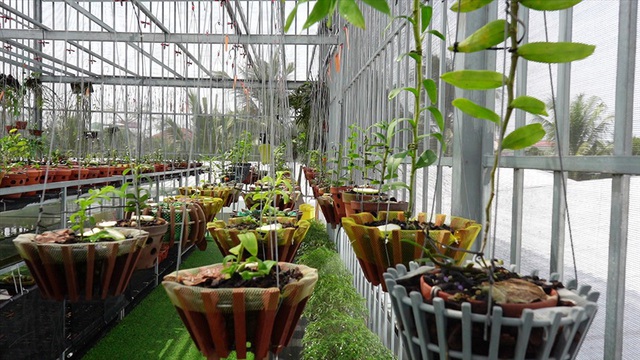Cho&aacute;ng ngợp trước vườn lan đột biến 80 tỷ ở Cần Thơ - Ảnh 2.