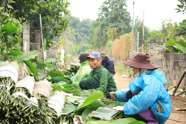Ngôi làng cổ 400 năm trồng lá dong ở Hà Nội, người dân hái lá đếm tiền - Ảnh 2.