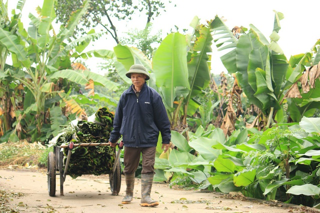 Ngôi làng cổ 400 năm trồng lá dong ở Hà Nội, người dân hái lá đếm tiền - Ảnh 3.