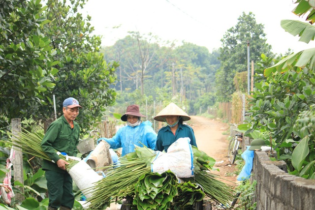 Ngôi làng cổ 400 năm trồng lá dong ở Hà Nội, người dân hái lá đếm tiền - Ảnh 4.